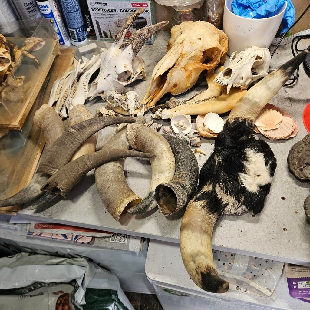 Verzameling schedels en hoorns opgezet taxidermie taxidermy, Ophalen of Verzenden, Schedel