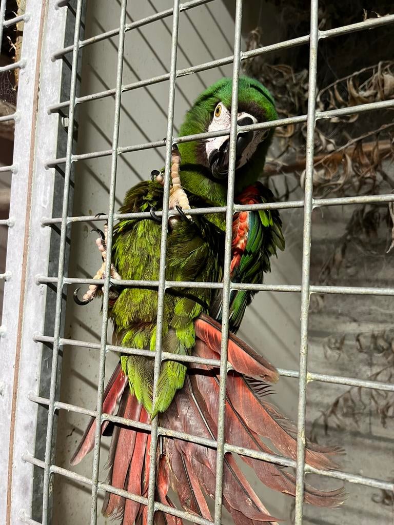 Ara, Dieren en Toebehoren, Vogels | Parkieten en Papegaaien, Mannelijk, Papegaai, Geringd