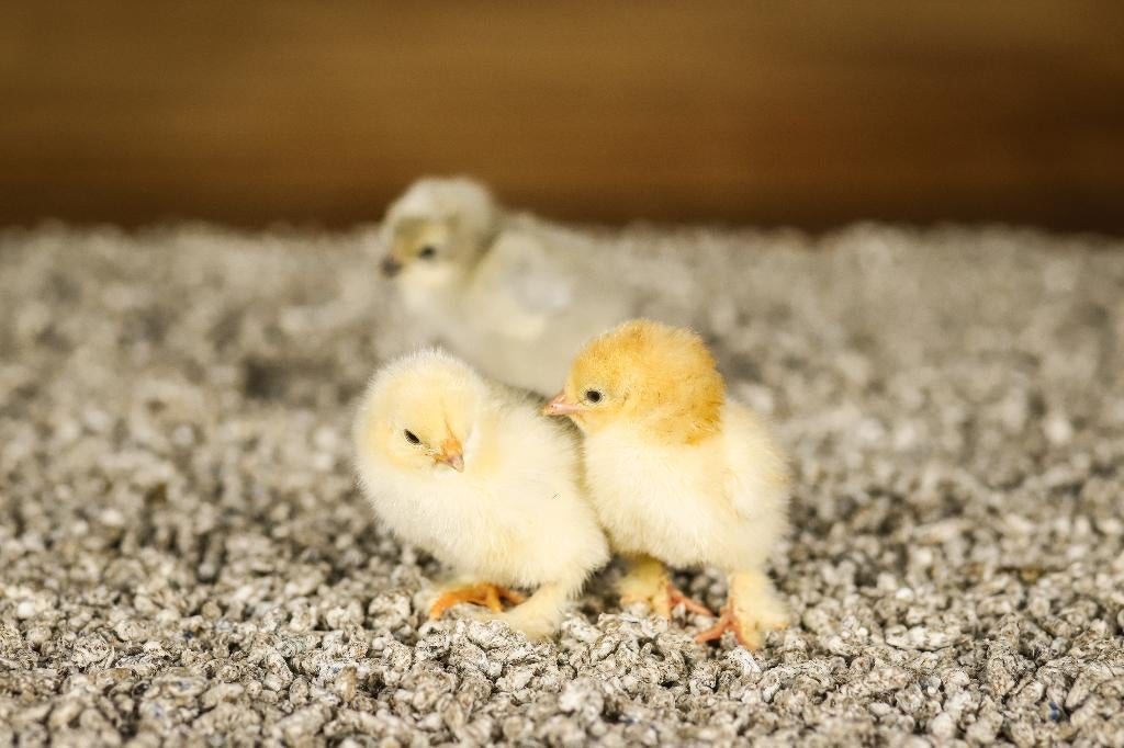 Brahma groot kippenkuikens | Gesekst en Ingeënt, Vrouwelijk, Kip