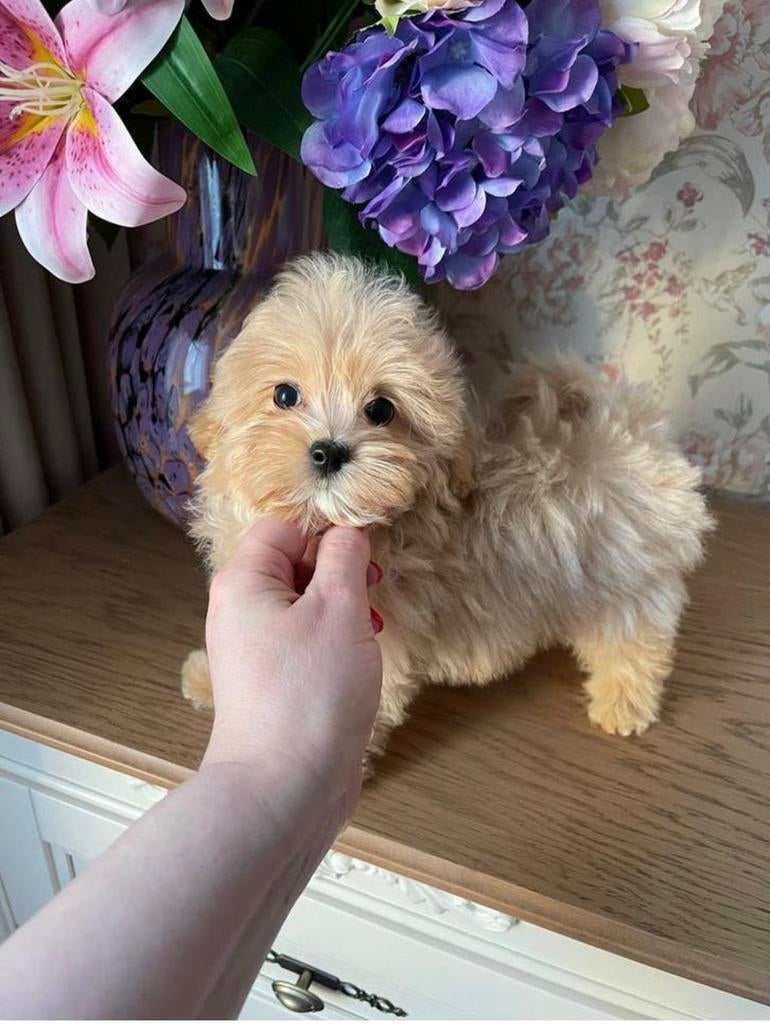 Exclusieve Maltipoo F1 pup (Asian Toy Poedel/ Korea Maltezer, Dieren en Toebehoren, Particulier, Overige rassen, 8 tot 15 weken