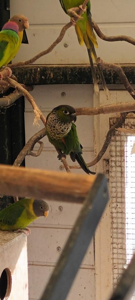 Pyrhurra rupicola, Mannelijk, Parkiet