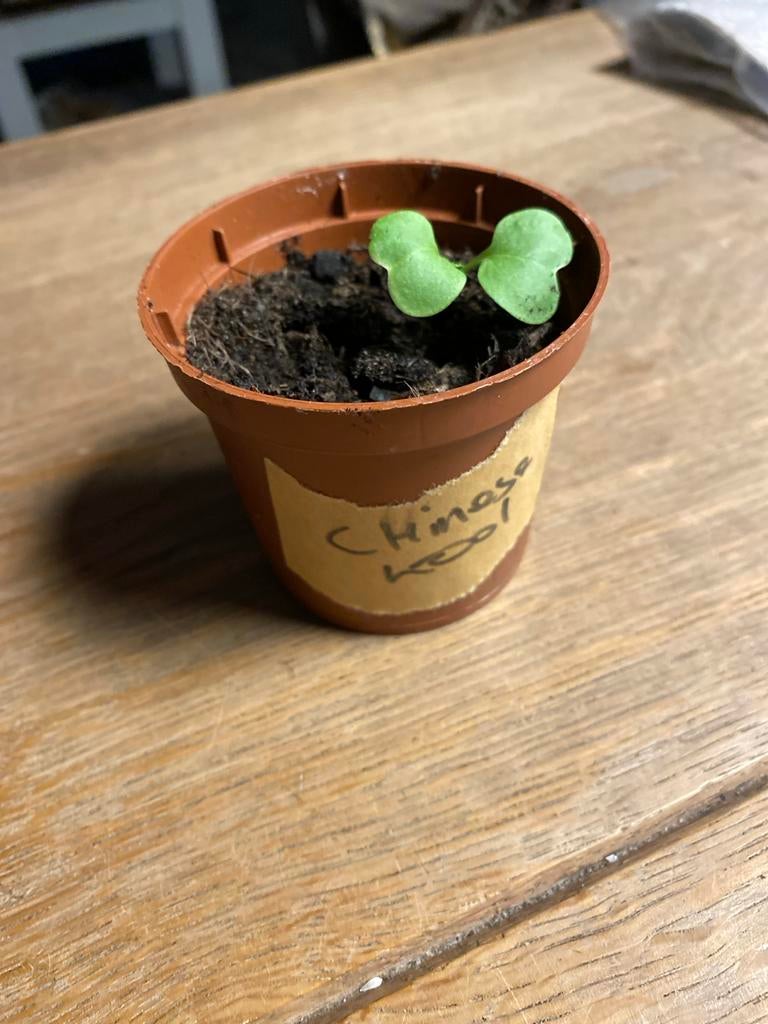 Zaailing Chinese Kool - Jonge Groenteplant voor uw Tuin, Tuin en Terras, Volle zon, Groenteplanten, Eenjarig, Ophalen of Verzenden