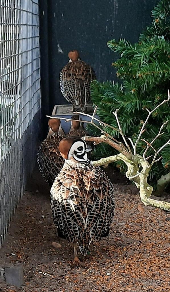 Montezuma berg kwartel haantjes, Dieren en Toebehoren, Mannelijk, Tropenvogel, Geringd