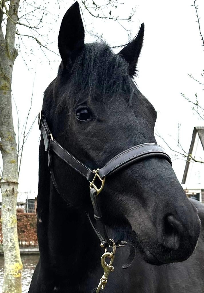 2 jarige donkerbruin(zwart) KWPN hengst Succession*Desperado, Dieren en Toebehoren, Paarden, Met stamboom, Dressuurpaard, 0 tot 2 jaar