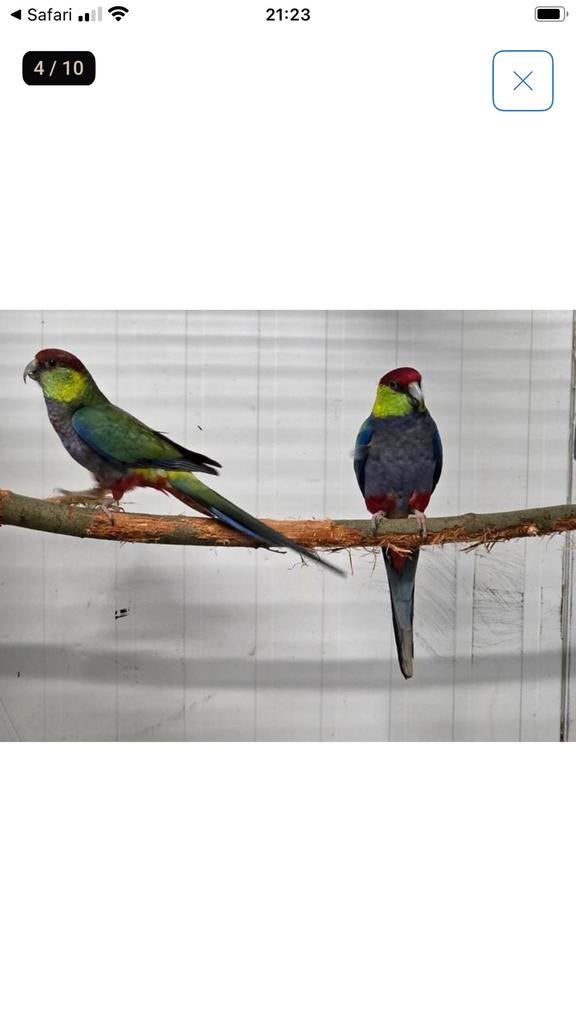 Gevraagd Redcape parkiet pop, Dieren en Toebehoren, Vogels | Parkieten en Papegaaien, Meerdere dieren, Parkiet