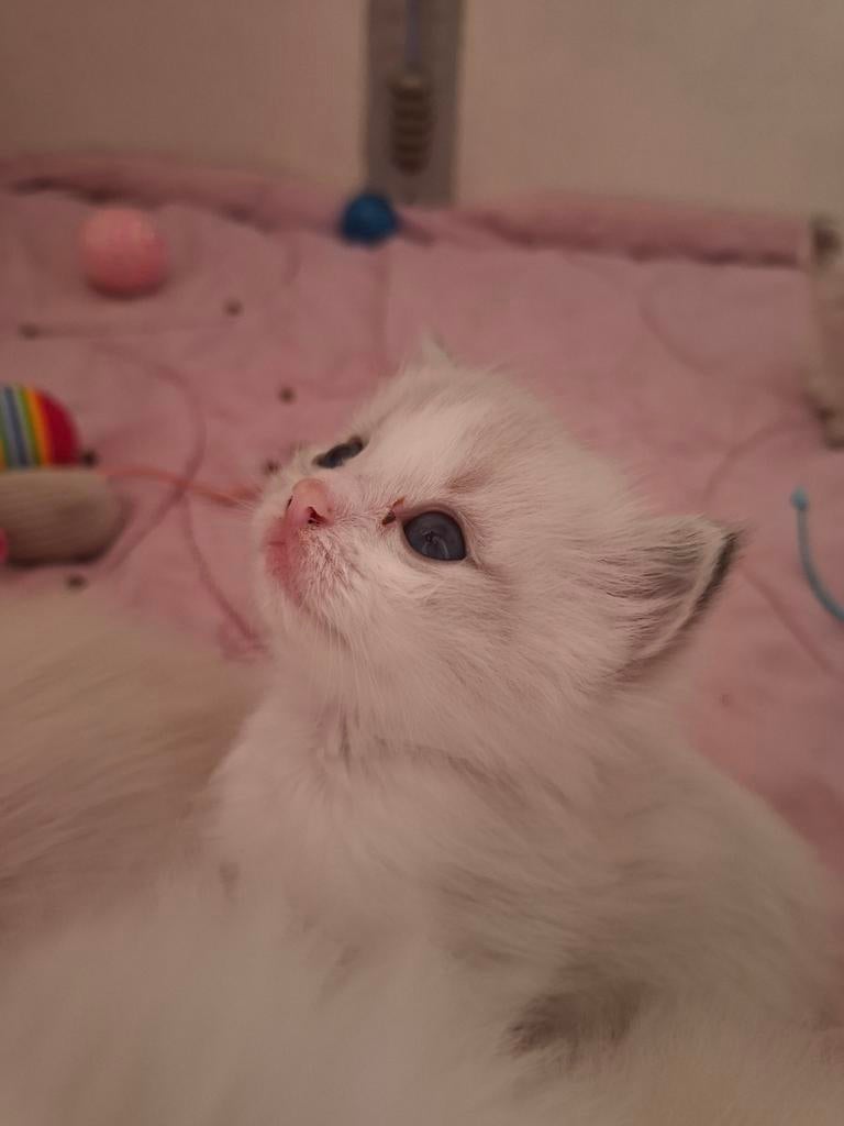 Ragdoll kittens met stamboom, Dieren en Toebehoren, Meerdere dieren