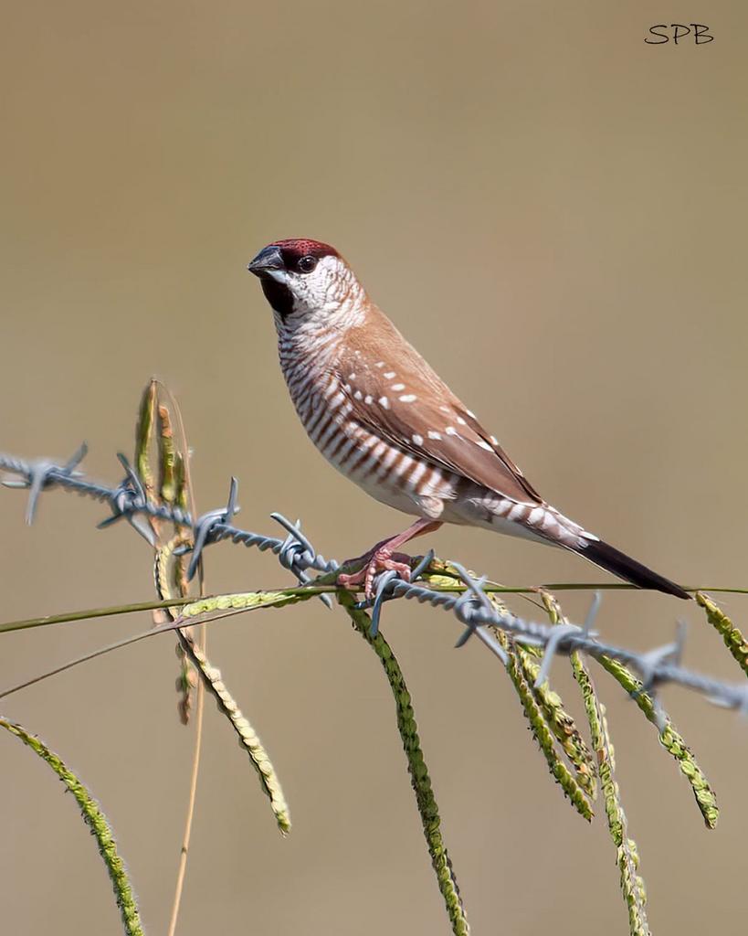 Gezocht ceresamadine man, Dieren en Toebehoren, Vogels | Overige Vogels