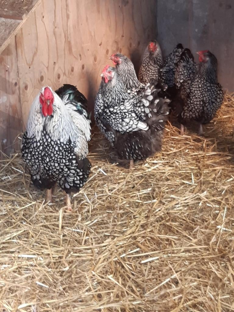 Broedeieren van wyandotte zilver-zwart gezoomd groot ras., Dieren en Toebehoren, Pluimvee, Geslacht onbekend, Kip