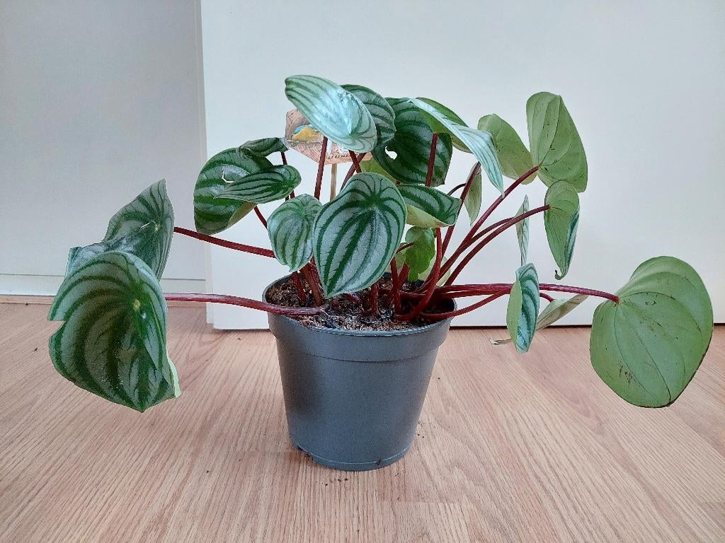 Peperomia Argyreia - Watermeloenplant H: 35 cm., Ophalen, Overige soorten, Halfschaduw, Minder dan 100 cm