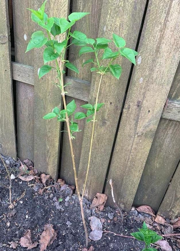 Seringen (leylak) planten, Volle zon, Vaste plant, Lente, Ophalen