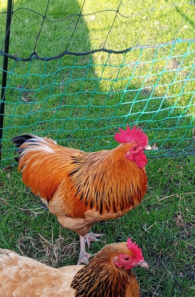 Mooie rustige Sussex buff Columbia haan, Mannelijk, Kip
