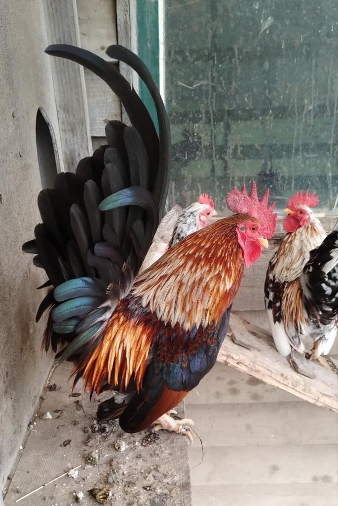 Te koop, Serama haantjes, Dieren en Toebehoren, Mannelijk, Kip