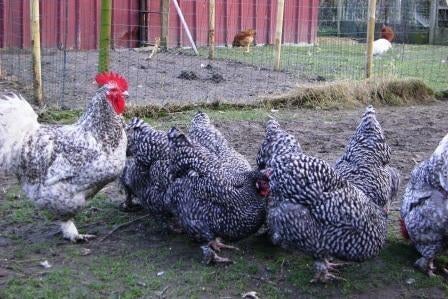 Mechelse koekoek: Broedeieren, Dieren en Toebehoren, Pluimvee, Geslacht onbekend, Kip