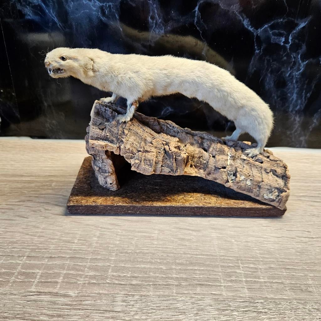 Opgezette wezel opgezet taxidermie taxidermy geprepareerd, Verzamelen, Dierenverzamelingen, Ophalen of Verzenden, Gebruikt, Wild dier