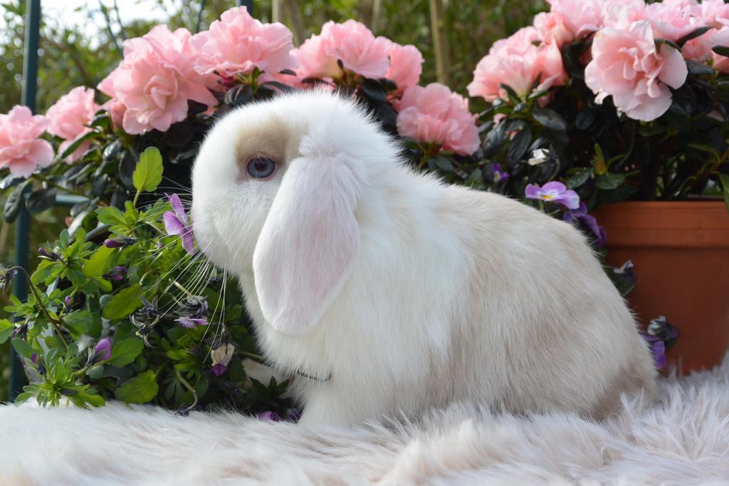 Prachtig choco sallander split minilop voedstertje, Dieren en Toebehoren, Meerdere dieren, Dwerg