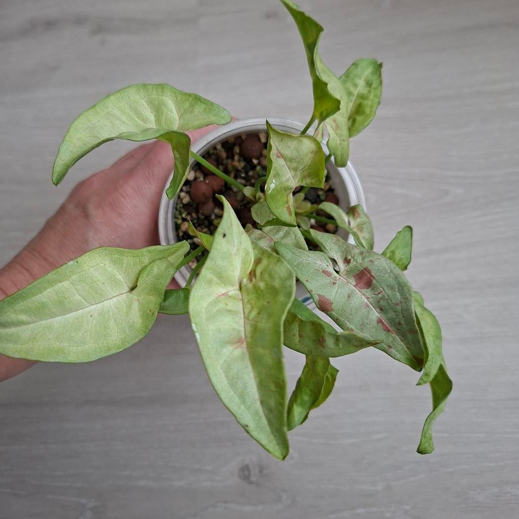 Syngonium Milk confetti plantje, Ophalen of Verzenden, Halfschaduw, Minder dan 100 cm