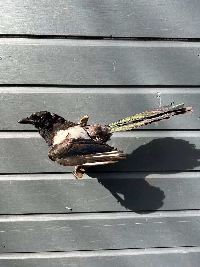 Mooie Ekster, Ophalen of Verzenden, Vogel, Opgezet dier