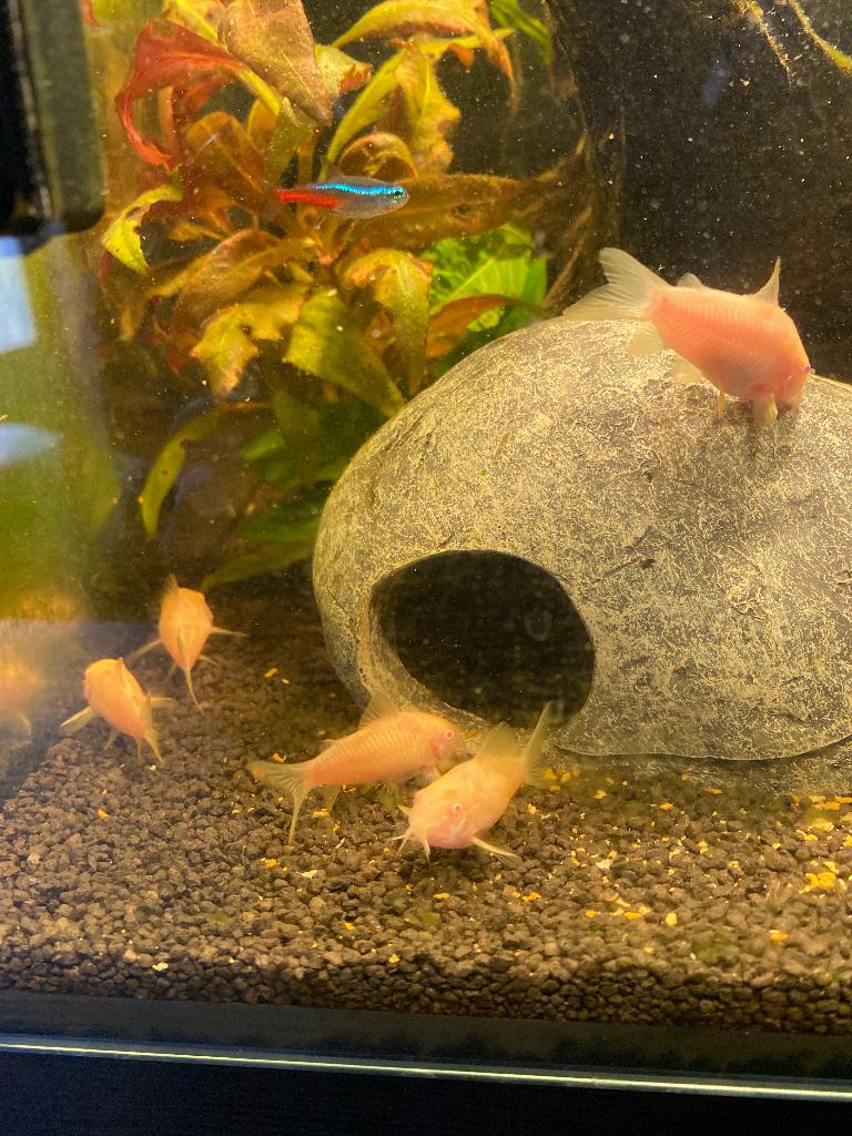 Corydora albino, Dieren en Toebehoren, Vissen | Aquariumvissen, Vis, Zoetwatervis, Schoolvis