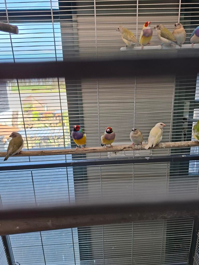 Gouldamadines., Meerdere dieren, Kleurkanarie