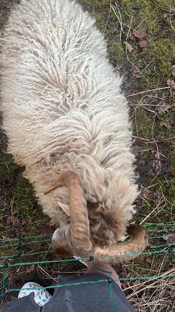 Schapen scheren, Januari, Meerdere dieren