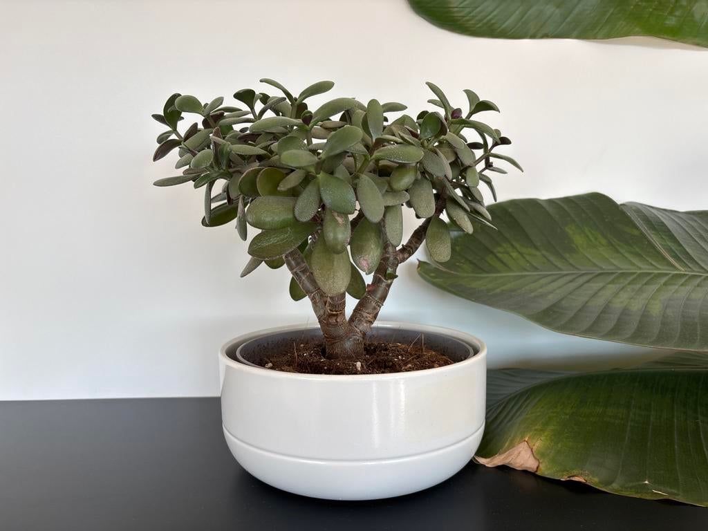 Mooie Vetplant in Witte Pot, Ophalen, Vetplant, In pot, Minder dan 100 cm