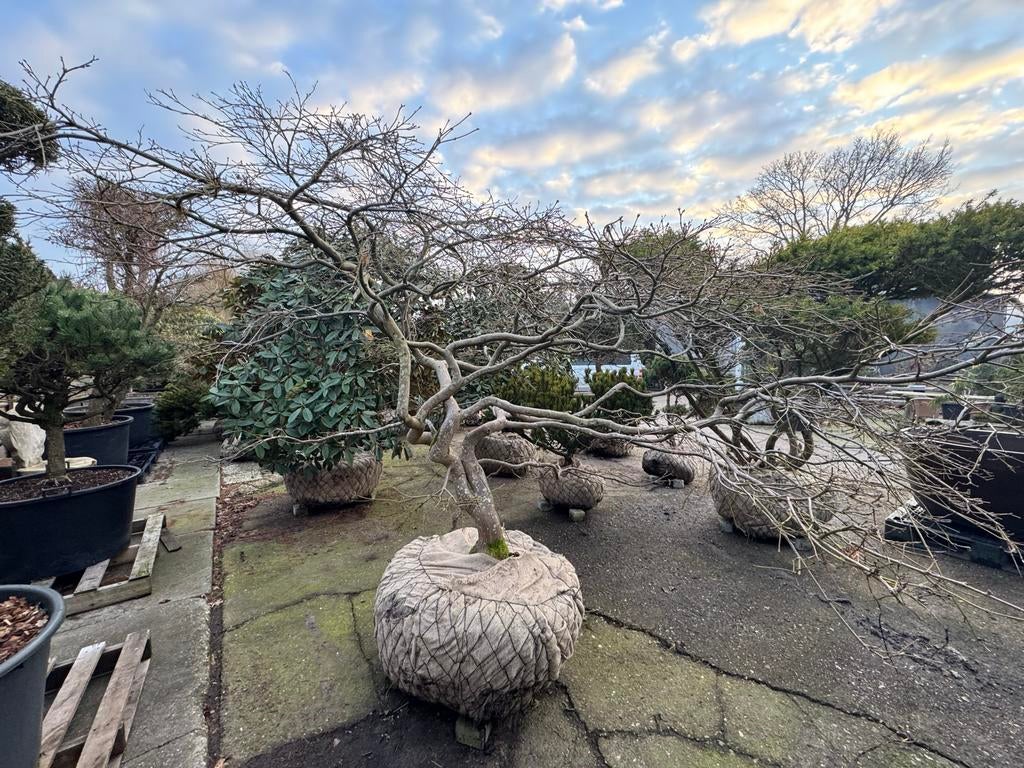 Japanse Esdoorns - 3 halen, 2 betalen!, Bloeit niet, Halfschaduw, Overige soorten, Minder dan 100 cm