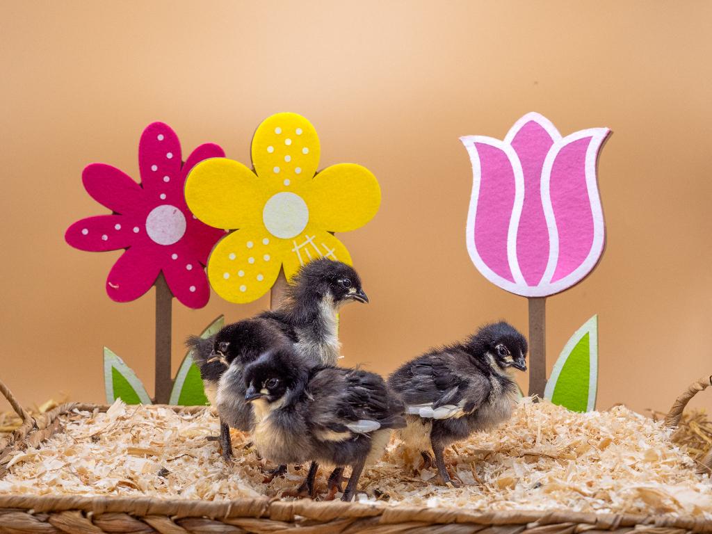 Jonge tamme Australorp kuikens gesekst en ingeënt