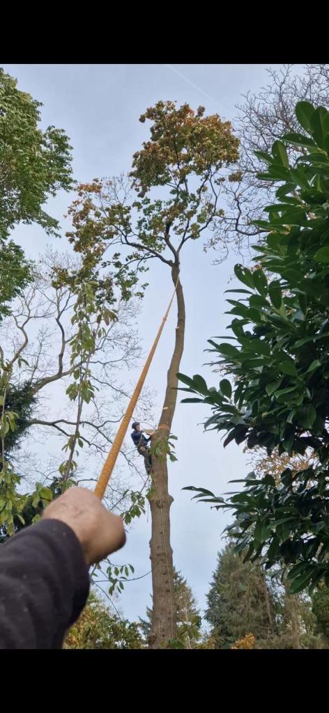 Boomverzorging, Diensten en Vakmensen, Tuinmannen en Stratenmakers, Garantie, Tuinonderhoud of Snoeiwerk