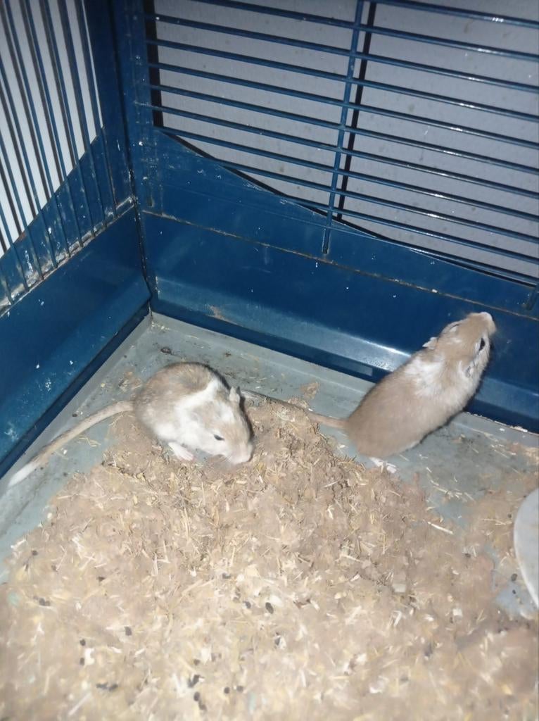Gerbil, Dieren en Toebehoren, April, Mannelijk, Overige typen