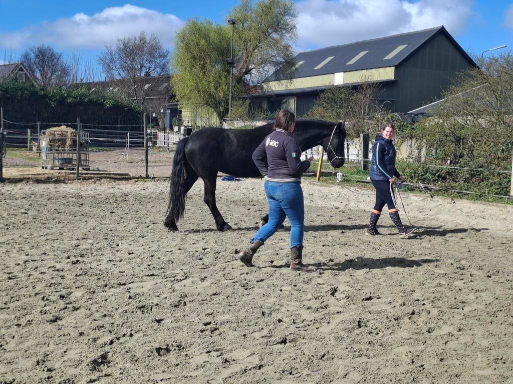 Paarden training en instructie - Horsemanship, Paardrijles of Ponykampen