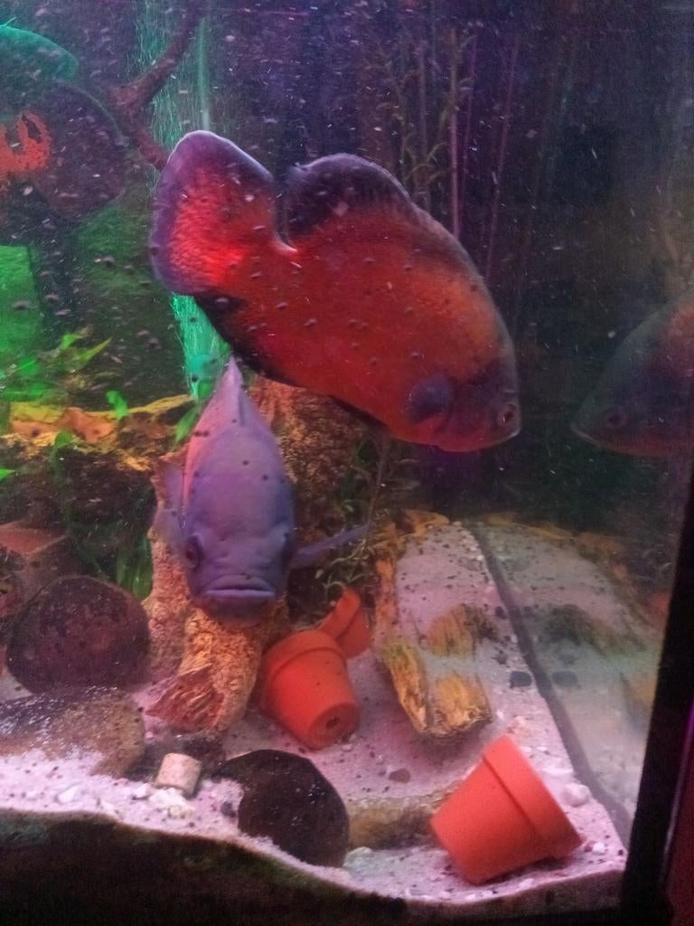 Oscar, Dieren en Toebehoren, Ophalen