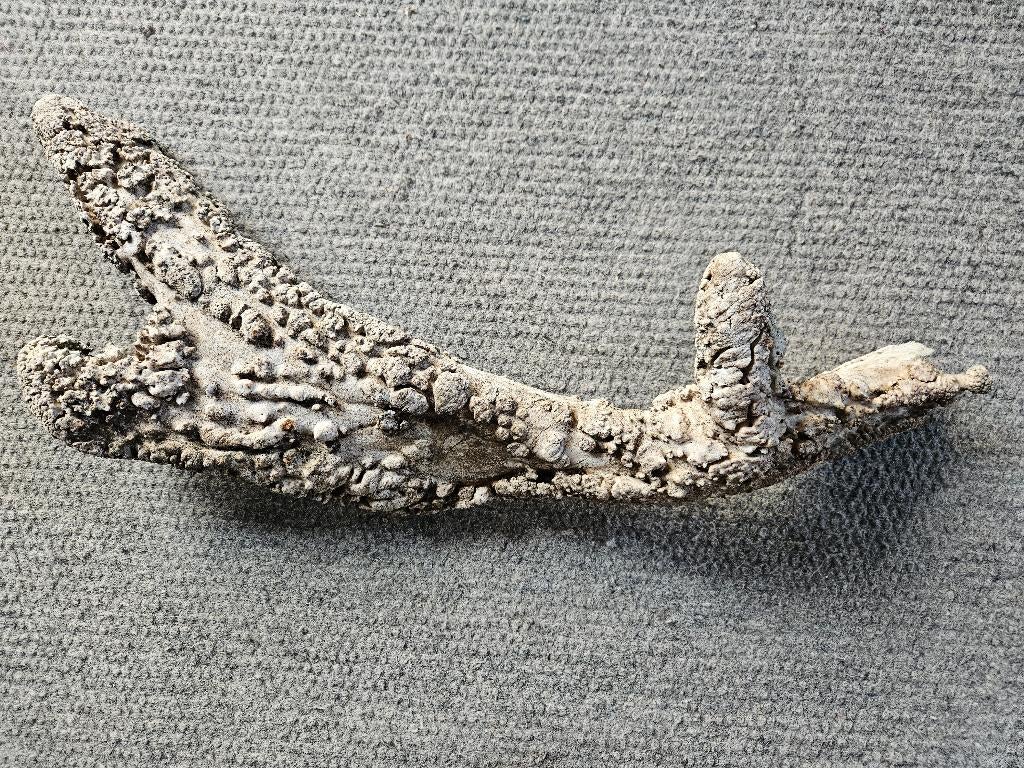 hertengewei, Verzenden, Gebruikt