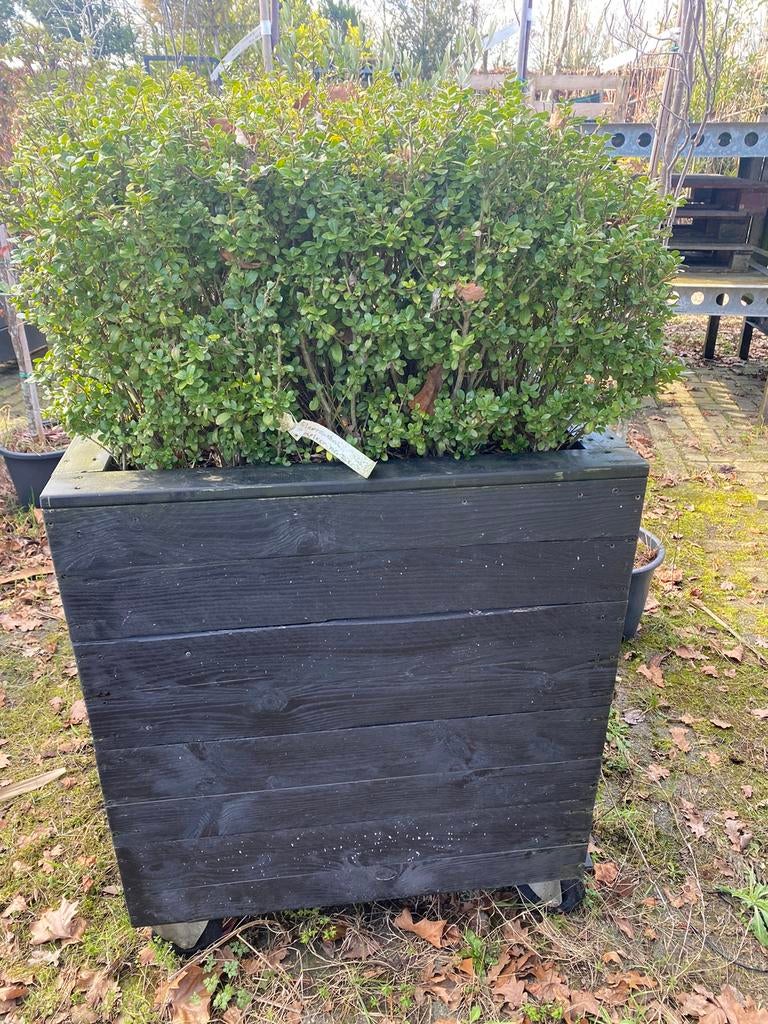Plantenbak op wielen 80x80x140 cm inclusief ilex planten, Vierkant, Ophalen of Verzenden, Zo goed als nieuw, Balkon