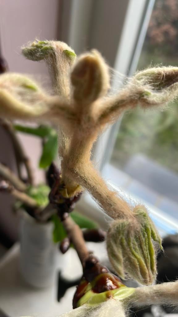 Kastanje takken dikke bossen 5 euri, Ophalen, Rond, Hout, Minder dan 30 cm