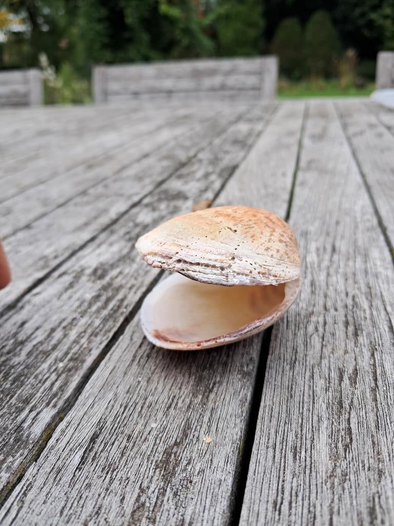 Normandische Schelp - Sierobject, Ophalen of Verzenden