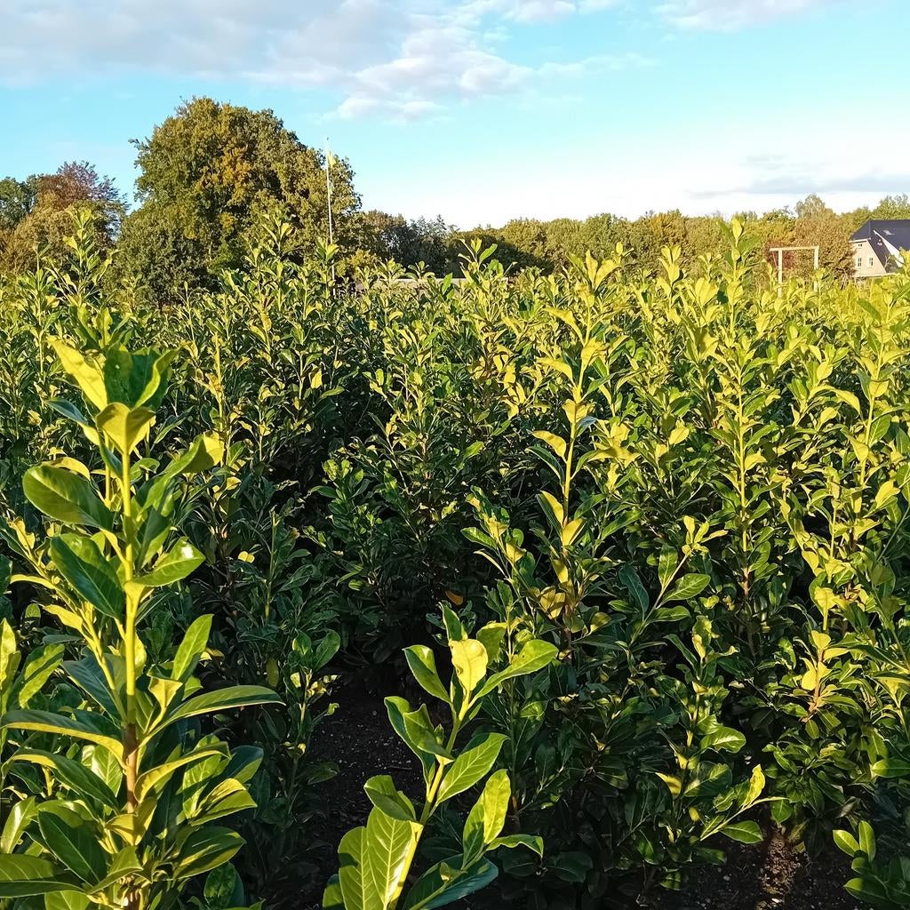 Coniferen en laurier planten 1m tot 2m hoog, Ophalen of Verzenden, Laurier, 100 tot 250 cm