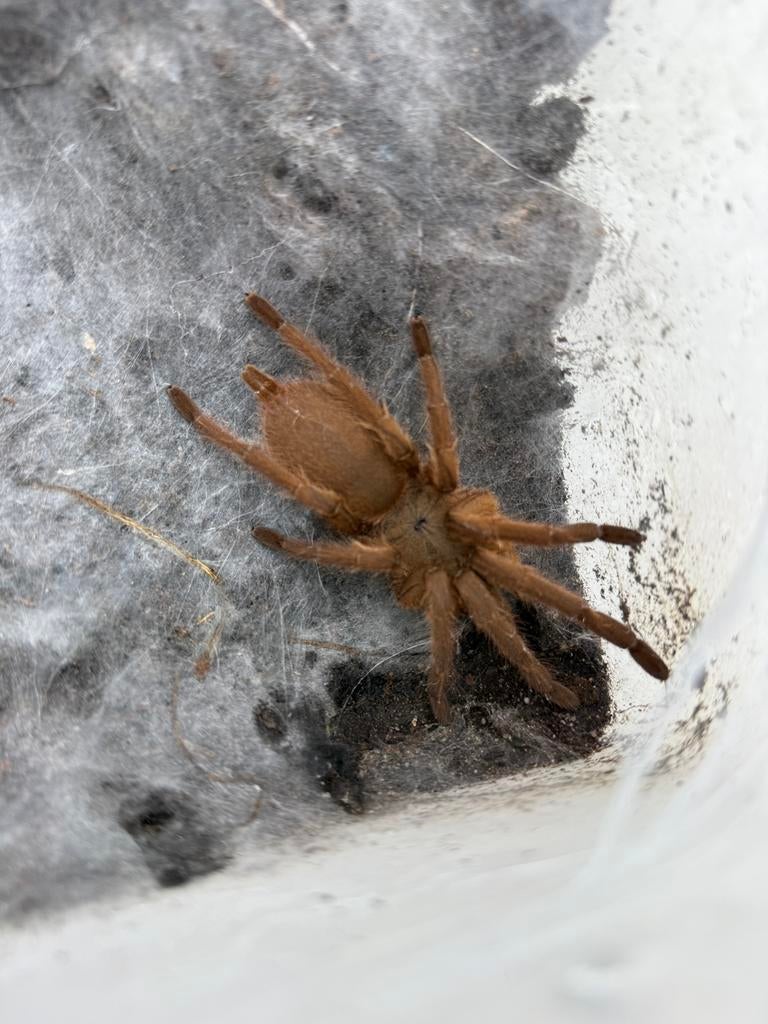 Chilobrachys huahini | Vogelspin | Adult, Dieren en Toebehoren, Insecten en Spinnen