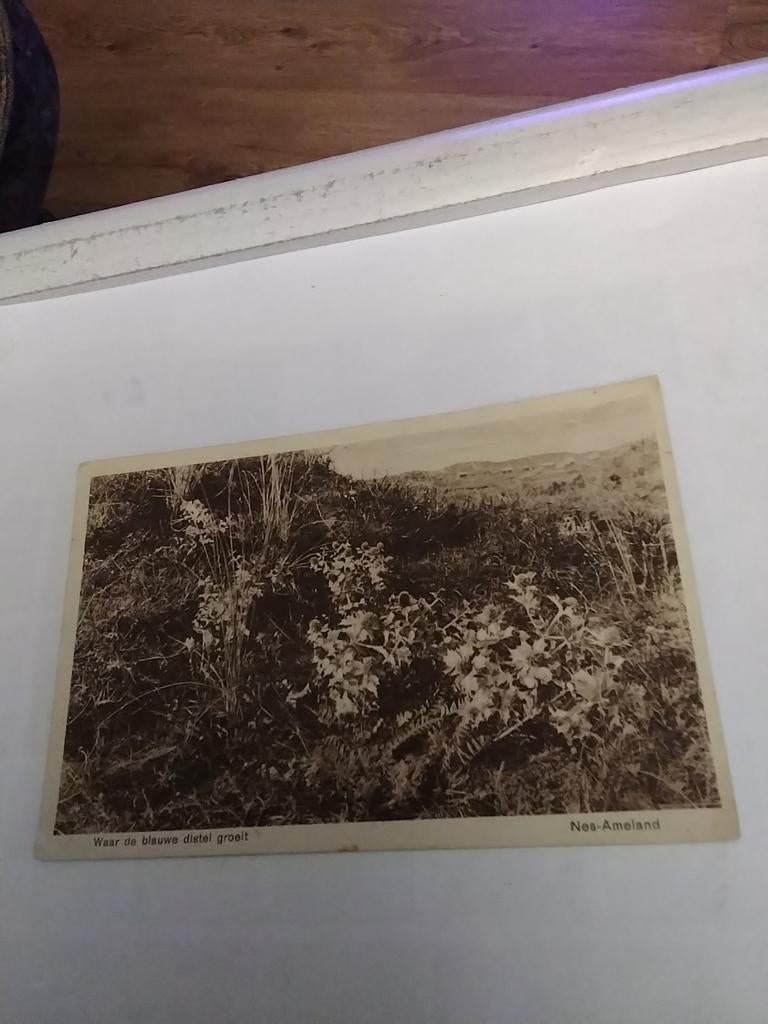 NES - AMELAND.   WAAR DE BLAUWE DISTEL GROEIT, Ophalen of Verzenden, 1960 tot 1980, Waddeneilanden