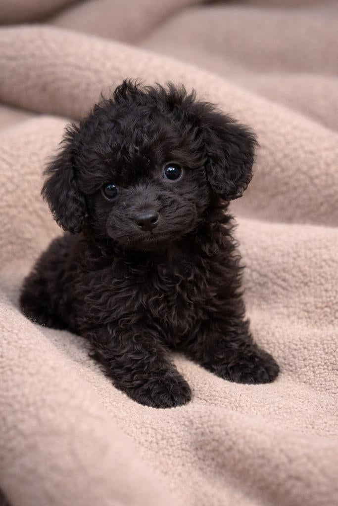 Prachtige Maltipoo pups te koop, Dieren en Toebehoren, HCC (leverziekte), Overige rassen, 8 tot 15 weken, Meerdere
