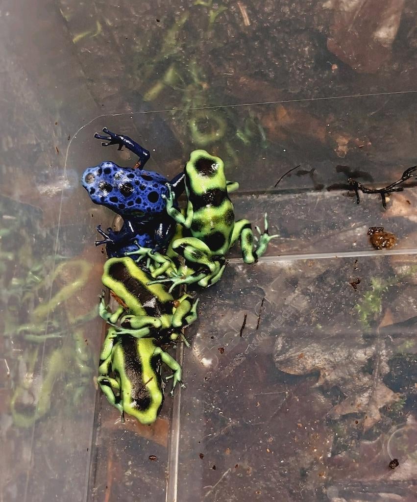 Dendrobates auratus costa rica Frog - unknown for sale from jasper