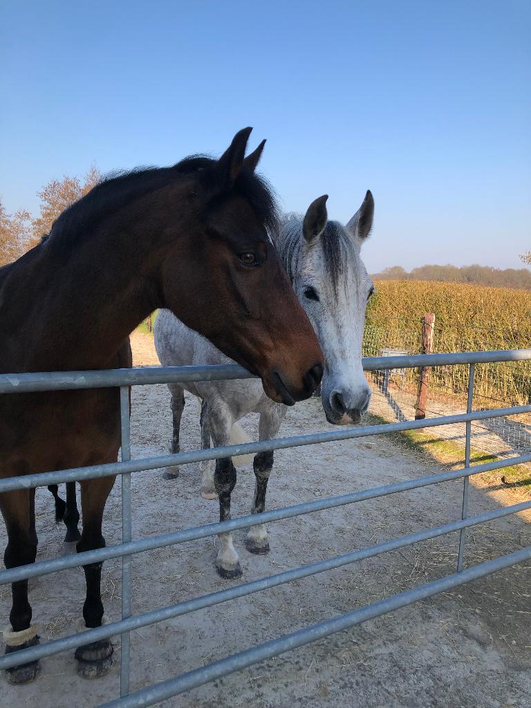 Drie leuke pony’s zoeken wat extra aandacht en beweging