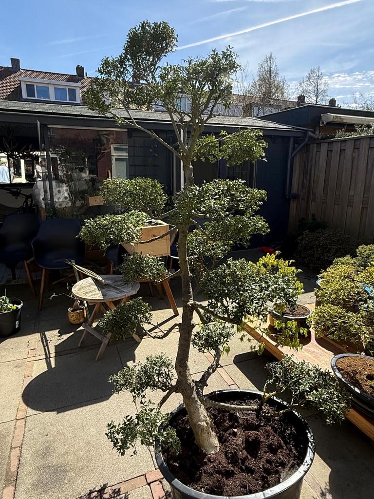 Japanse hulst (Ilex crenata) bonsai – 1,80, Overige soorten, Volle zon, Vaste plant, Ophalen of Verzenden