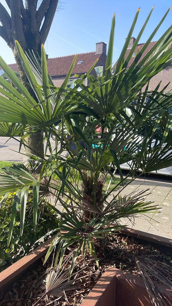 2 Palmbomen, Ophalen, Bloeit niet, Vaste plant, Overige soorten