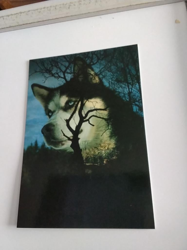 HUSKY, Ophalen of Verzenden, Overige thema's