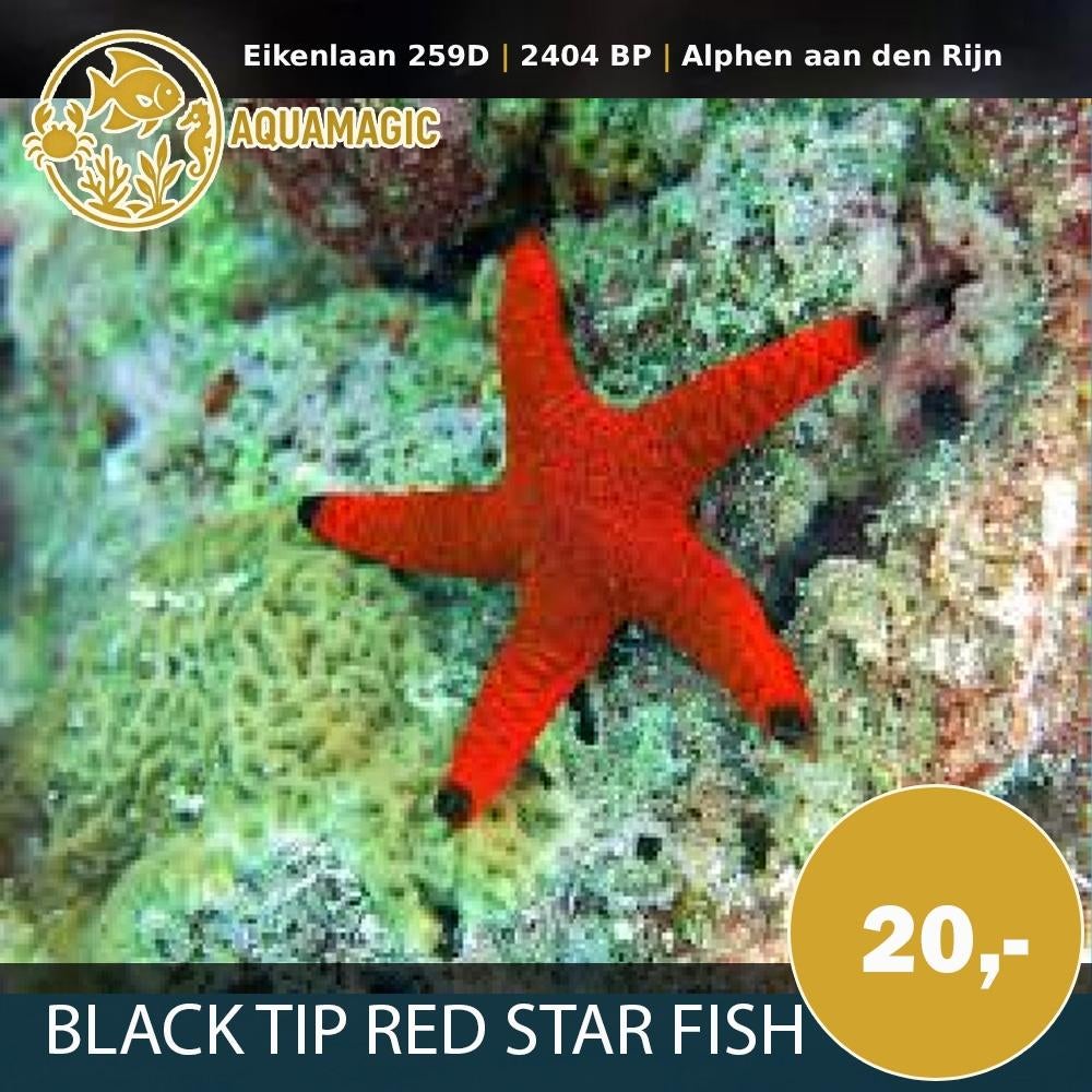 black tip red star fish, Vis, Zoutwatervis