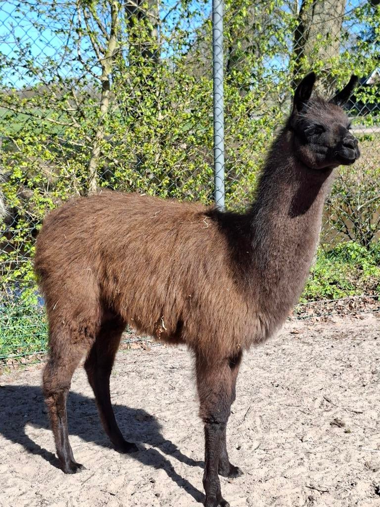 Jonge lama hengst te koop, Dieren en Toebehoren, Oktober, Mannelijk