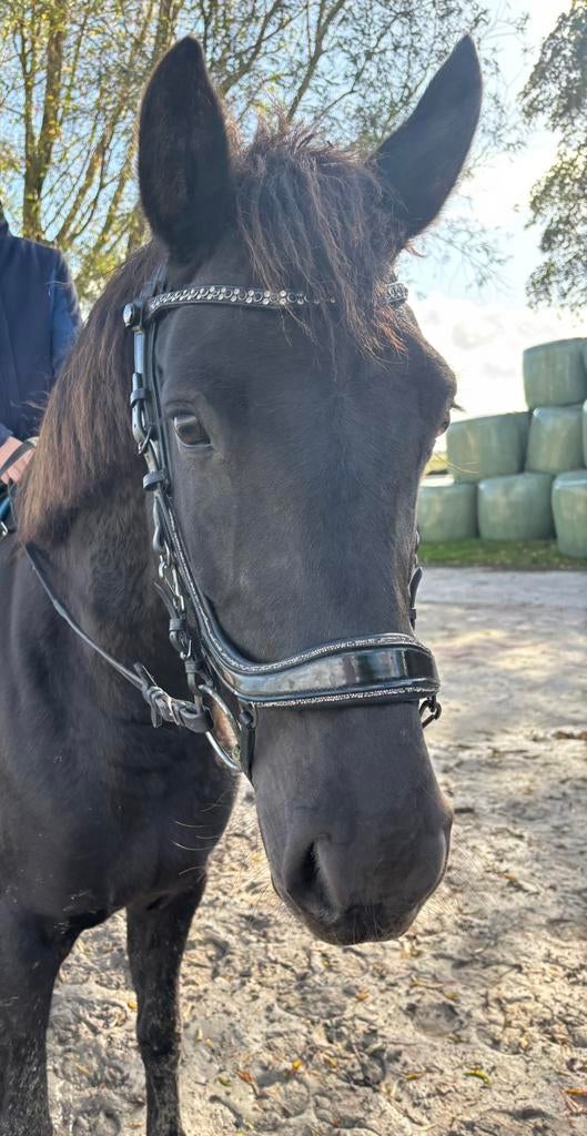 Presteq Faysport glitter hoofdstel maat cob, Dieren en Toebehoren, Paarden en Pony's | Hoofdstellen en Tuigage, Ophalen of Verzenden