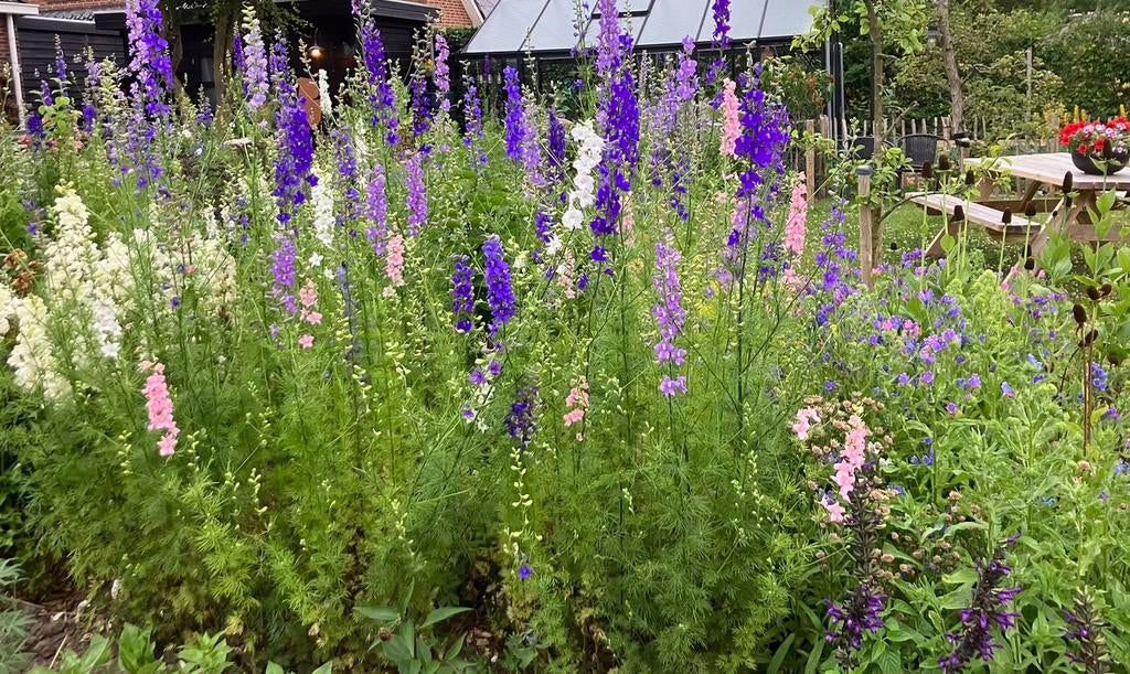 Bloemenzaden Ridderspoor ‘gemengd’ (1 jarig), Ophalen of Verzenden, Volle zon, Zaad