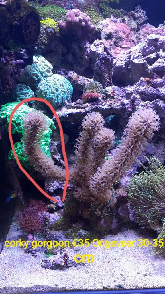 Koralen, Overige typen, Zoutwatervis