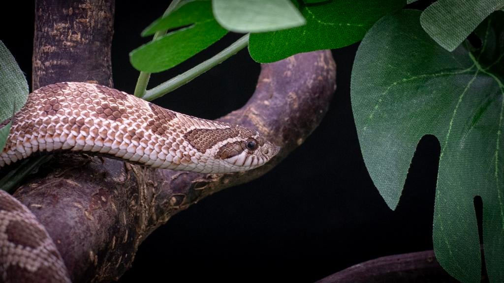 Haakneus uit 2022 met snow gen, Dieren en Toebehoren, Slang, 3 tot 6 jaar